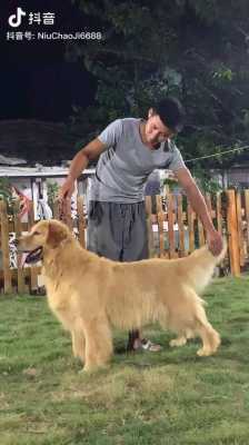 金毛犬兰博基尼(金毛犬!)-图2 金毛犬兰博基尼(金毛犬!)-图2