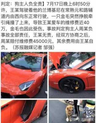 金毛撞烂兰博基尼(金毛犬被车撞了怎么办)-图3 金毛撞烂兰博基尼(金毛犬被车撞了怎么办)-图3
