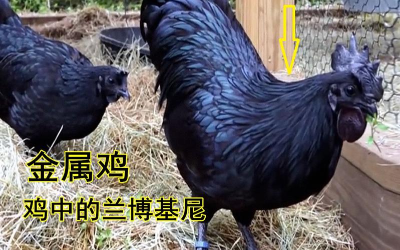 兰博基尼金属鸡养殖(兰博基尼鸡蛋)-图3 兰博基尼金属鸡养殖(兰博基尼鸡蛋)-图3