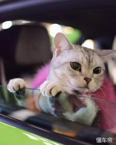 熊猫tv兰博基尼(兰博基尼猫咪)-图2 熊猫tv兰博基尼(兰博基尼猫咪)-图2